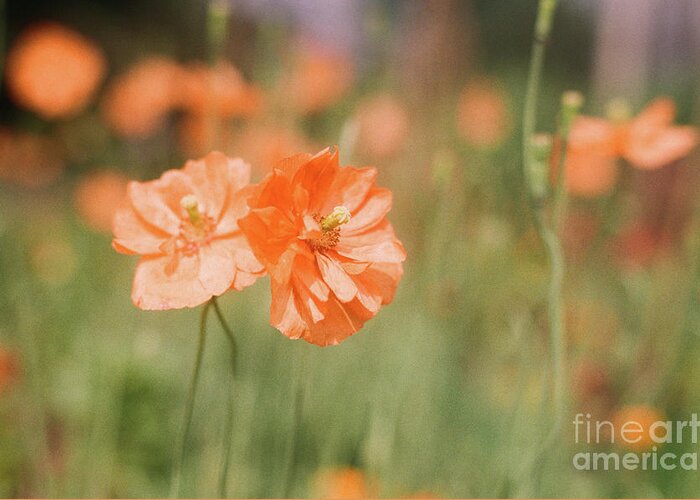 Flowers Greeting Card featuring the photograph Flower Buddies by Ana V Ramirez