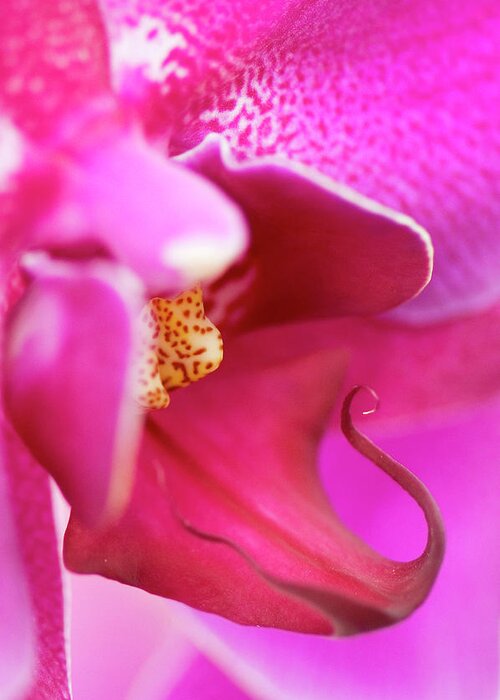 Fragility Greeting Card featuring the photograph Flower - Close-up Of A Pink Orchid by Nicodemos