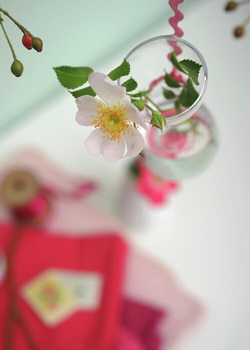 Ip_11269048 Greeting Card featuring the photograph Flowering Dog Rose In Small Glass Vase by Studio27neun