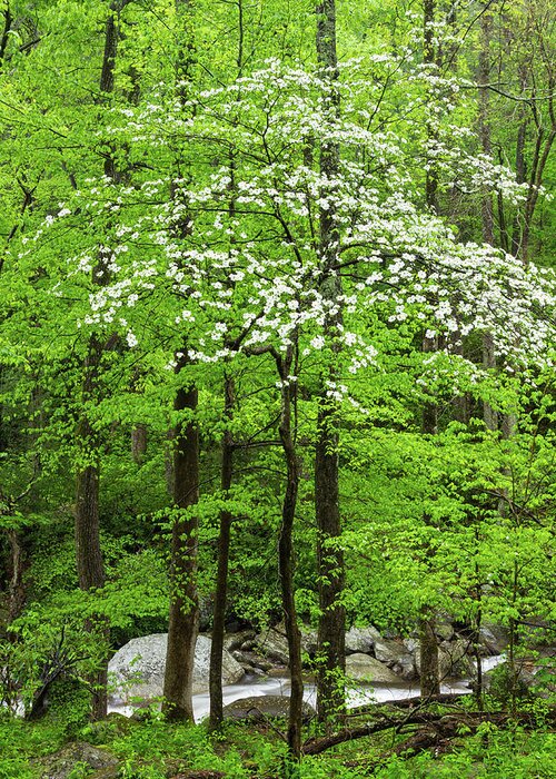 Scenics Greeting Card featuring the photograph Flowering Dogwood Tree by Kencanning