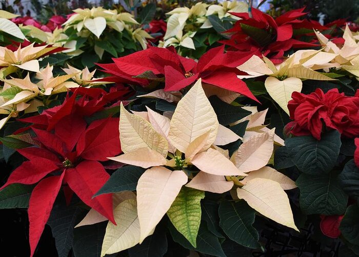 Poinsettia Greeting Card featuring the photograph Flowers 930 by Joyce StJames