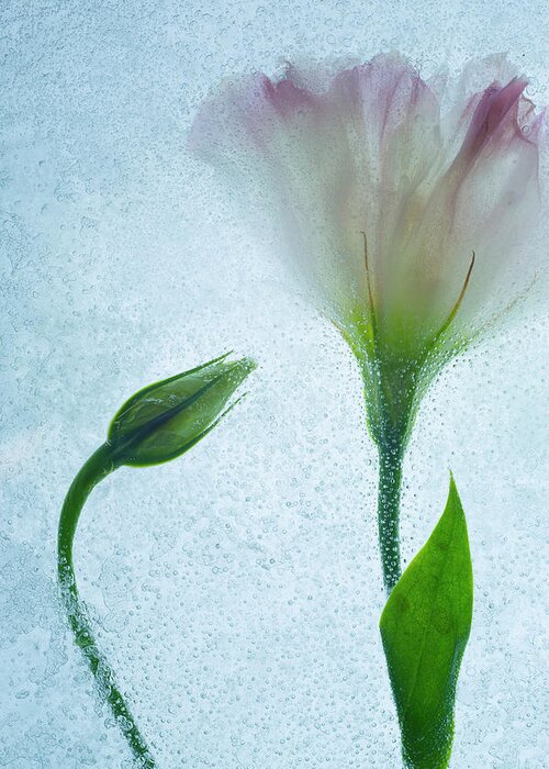 Flowers On Ice-15 Greeting Card featuring the photograph Flowers On Ice-15 by Moises Levy