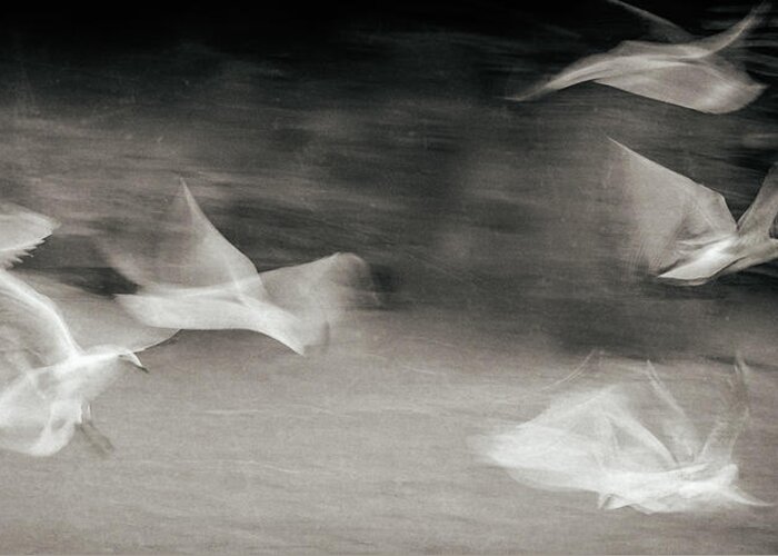 Gulls Greeting Card featuring the photograph Fluttering Gulls by Gilbert Claes