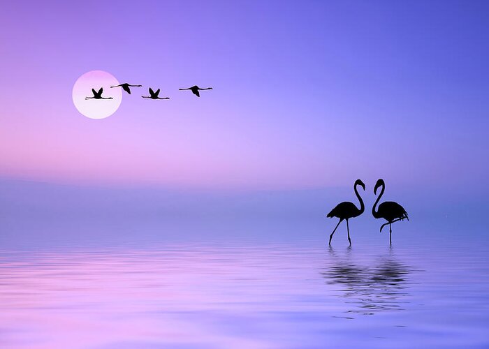 Graphic Greeting Card featuring the photograph Flying Flamingo by Bess Hamiti
