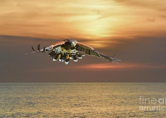 Harris's Hawk Greeting Card featuring the photograph Flying Over the Sea by Eva Lechner
