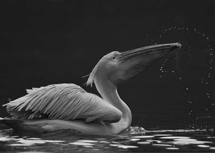 Pelican Greeting Card featuring the photograph Focus by C.s.tjandra