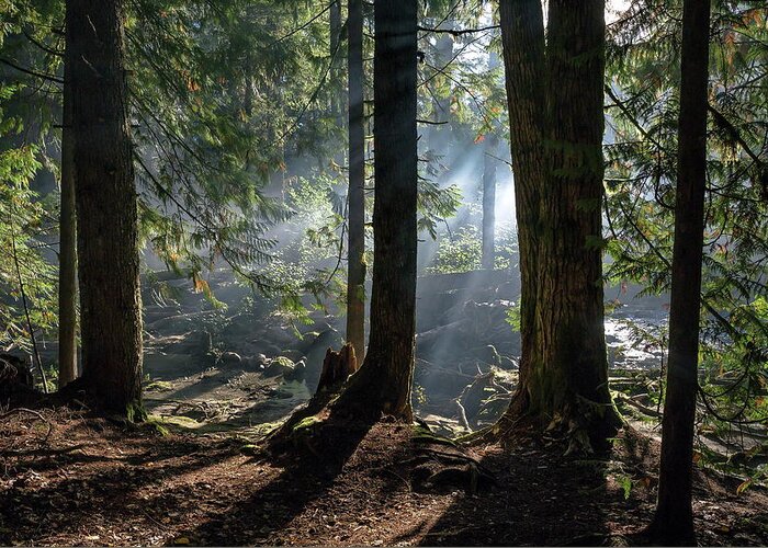 Alex Lyubar Greeting Card featuring the photograph Foggy morning in the forest by Alex Lyubar