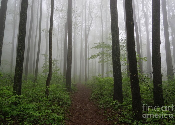 Foggy Spring Forest Greeting Card featuring the photograph Foggy Spring Forest by Rachel Cohen