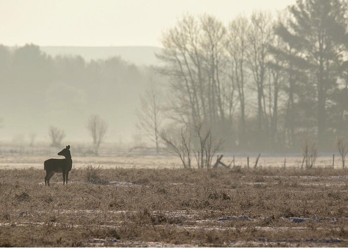 Deer Greeting Card featuring the photograph Foggy Winter Morning by Brook Burling