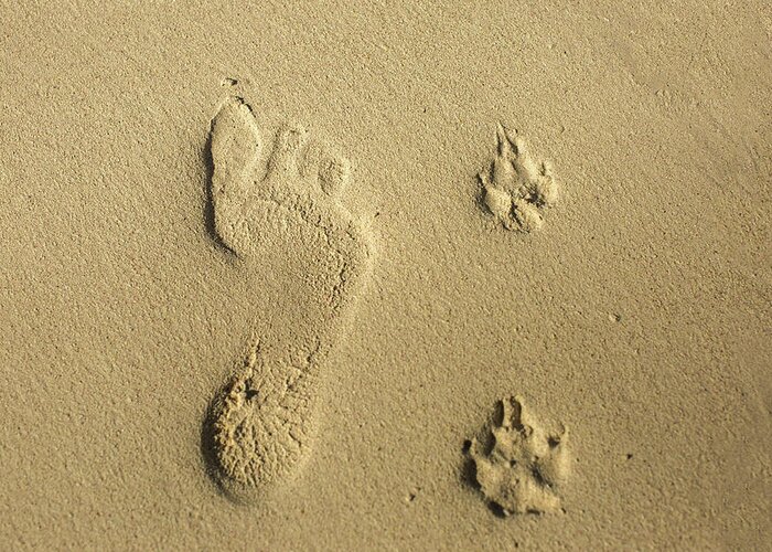 Human Print Greeting Card featuring the photograph Foot print and paw prints by Julieta Belmont