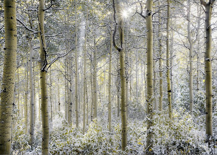 Aspen Forest Greeting Card featuring the photograph Forest Glow by Leland D Howard