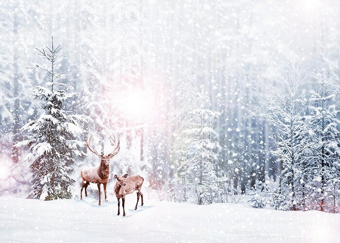 Deer Greeting Card featuring the photograph Forest In The Frost Winter Landscape by Shutova Elena