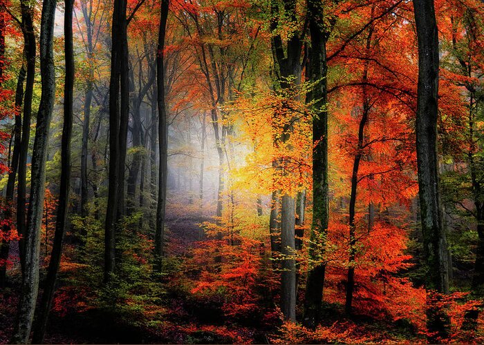 Forest Greeting Card featuring the photograph Forest Light by Philippe Sainte-Laudy