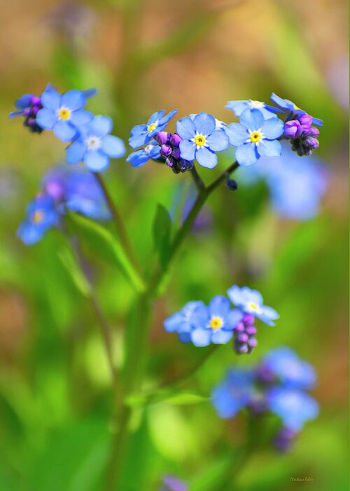 Flowers Greeting Card featuring the photograph Forget Me Not Wildflowers by Christina Rollo