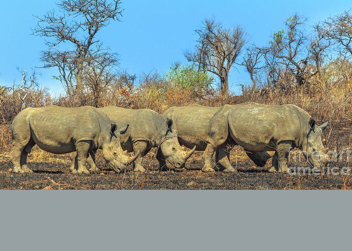 White Rhino Greeting Card featuring the photograph Four white rhinos by Benny Marty