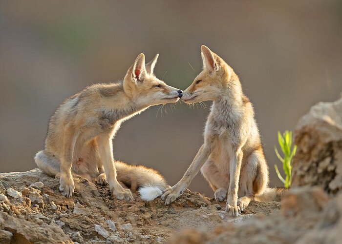Kiss Greeting Card featuring the photograph Foxes , Kiss by Shlomo Waldmann
