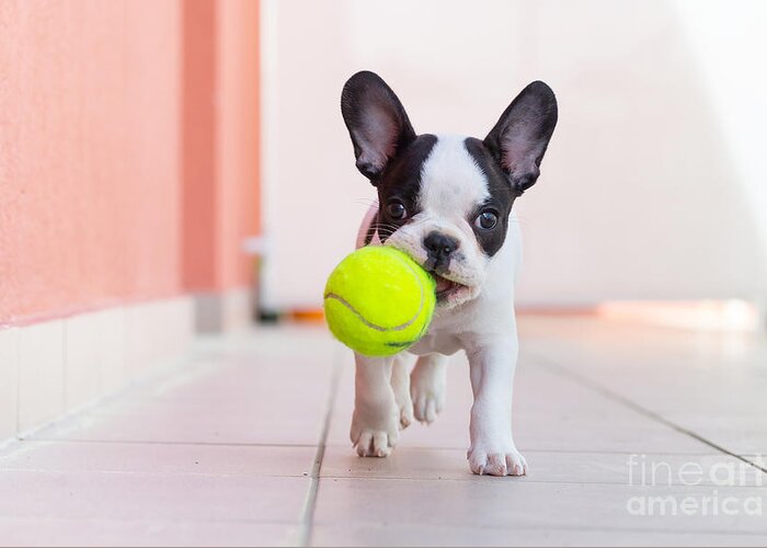 Play Greeting Card featuring the photograph French Bulldog Puppy Playing by Kwiatek7