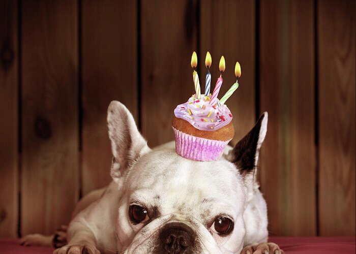 Pets Greeting Card featuring the photograph French Bulldog With Birthday Cupcake by Retales Botijero