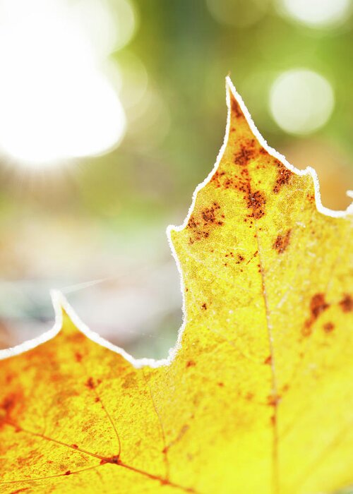 Scenics Greeting Card featuring the photograph Frost On Autumn Leaf, Detail by Johner Images