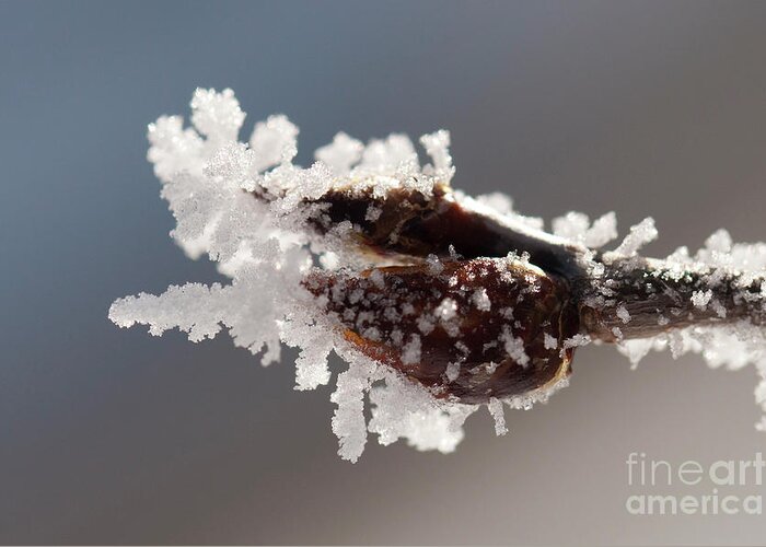 Colorado Greeting Card featuring the photograph Frozen Buds by Julia McHugh
