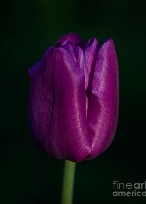 Photography Greeting Card featuring the photograph Fuchsia Tulip by Alma Danison