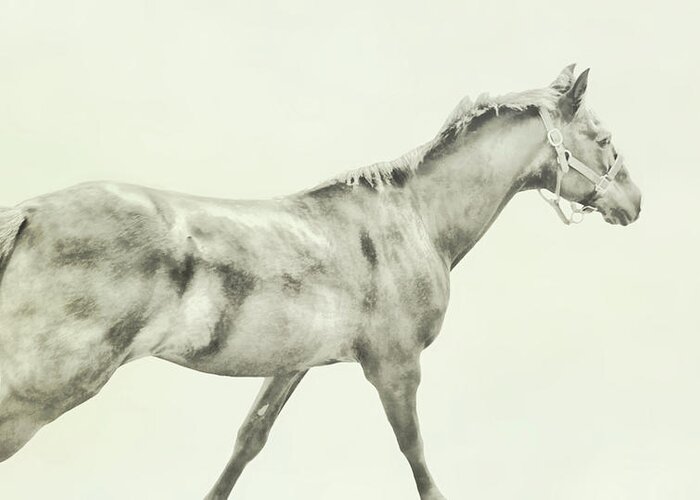 Art Greeting Card featuring the photograph Full Gallop Art by Dressage Design