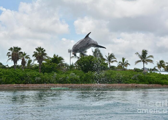 Dolphin Having Fun In The Bahamas Greeting Card featuring the photograph Dolphin Having Fun In The Bahamas by Barbra Telfer
