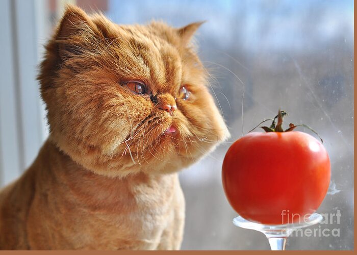 Fur Greeting Card featuring the photograph Funny Cat And Red Tomato by Zanna Pesnina