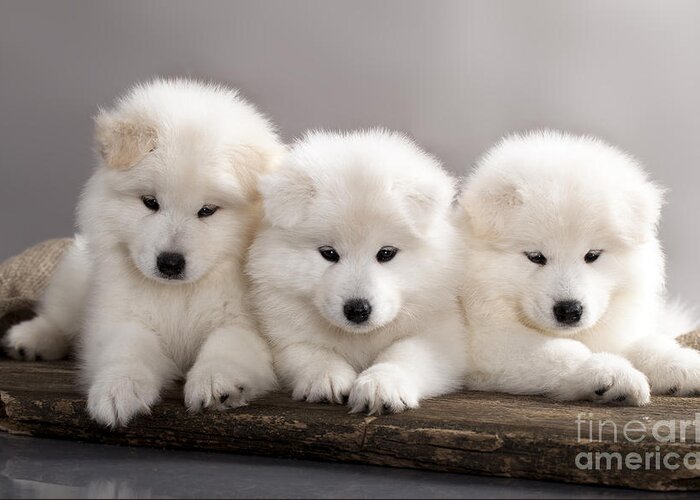 Small Greeting Card featuring the photograph Funny Puppies Of Samoyed Dog Or Bjelkier by Liliya Kulianionak
