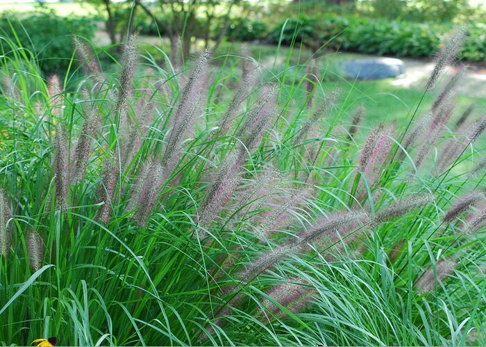 Grass Greeting Card featuring the photograph Fuzzy Cat Tail Grass by Ee Photography