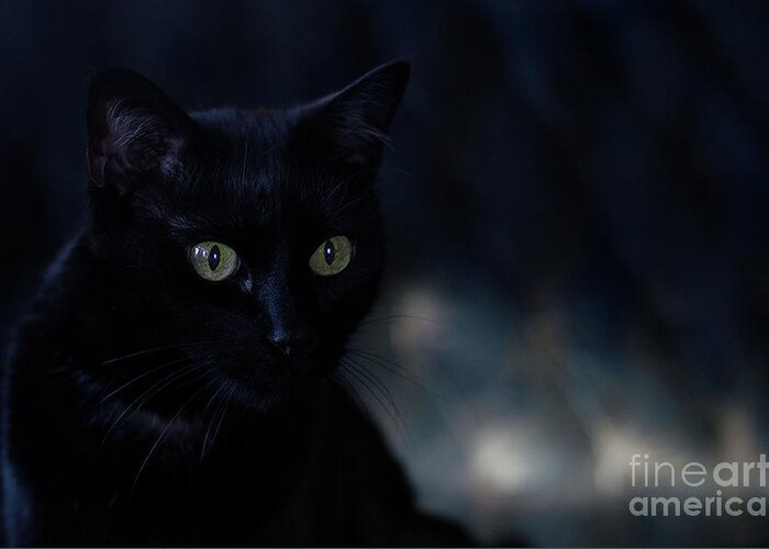 Black Cat Photograph Greeting Card featuring the photograph Gabriel by Irina ArchAngelSkaya