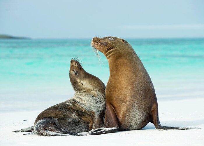 Animal Greeting Card featuring the photograph Galagagos Sea Lion Pair On Beach by Tui De Roy