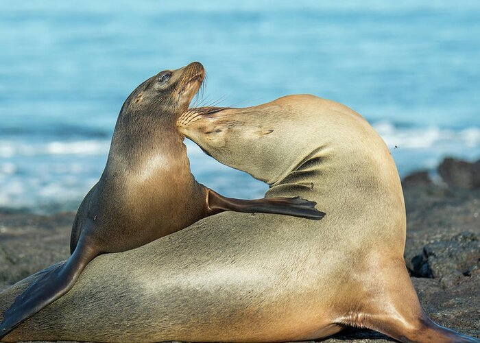 Animal Greeting Card featuring the photograph Galapagos Sea Lion Females Bonding by Tui De Roy