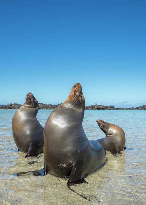 Animal Greeting Card featuring the photograph Galapagos Sea Lion Trio Basking by Tui De Roy