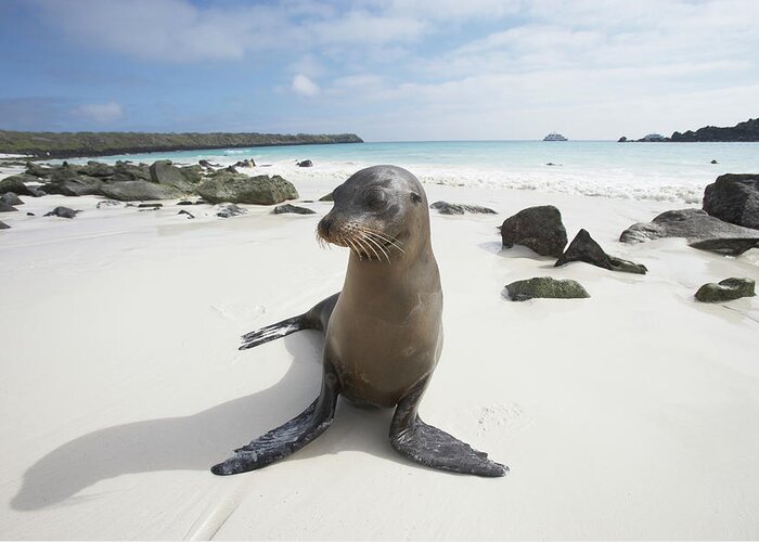 Shadow Greeting Card featuring the photograph Galapagos Sea Lion Zalophus by Paul Souders