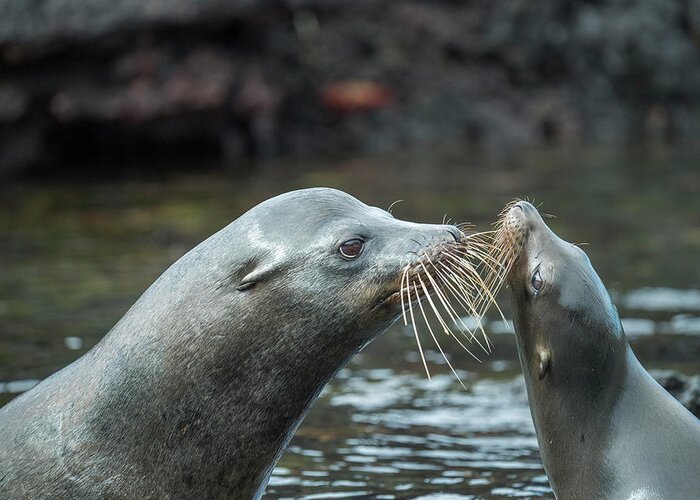Animal Greeting Card featuring the photograph Galapagos Sea Lions Courting by Tui De Roy