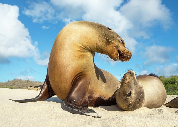 Animal Greeting Card featuring the photograph Galapagos Sea Lions Squabbling by Tui De Roy
