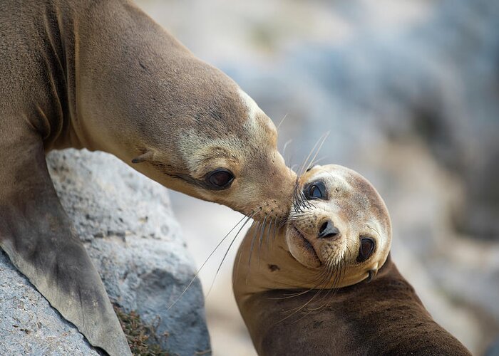 Animal Greeting Card featuring the photograph Galapagos Sealion Nuzzling Her Pup by Tui De Roy