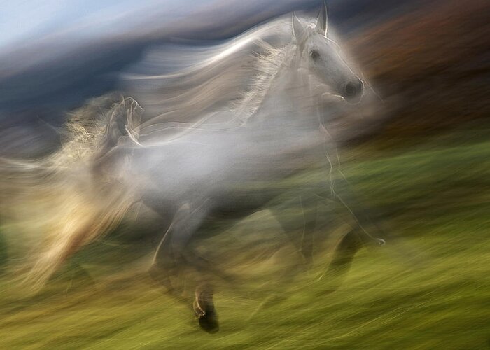 Action Greeting Card featuring the photograph Gallop In The Wind by Milan Malovrh