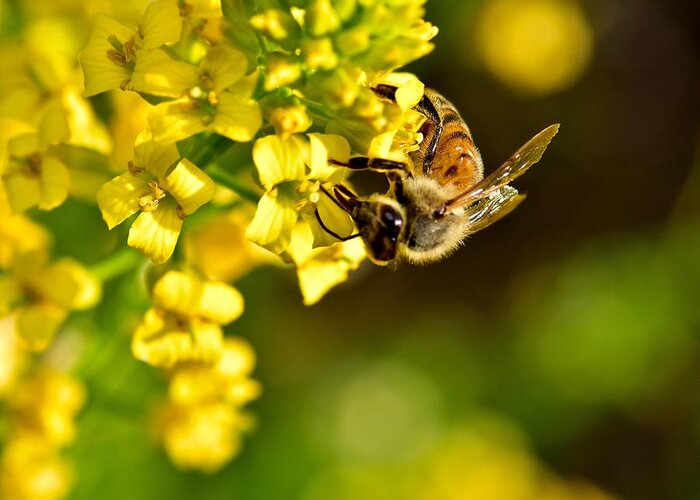 Photography Greeting Card featuring the photograph Gathering Pollen by Jeffrey PERKINS