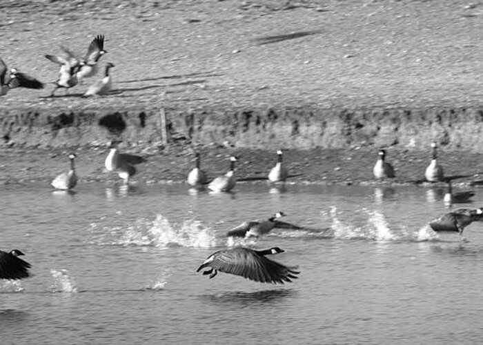 Richard E. Porter Greeting Card featuring the photograph Geese Taking Off - Duck Pond, Plainview, Texas by Richard Porter