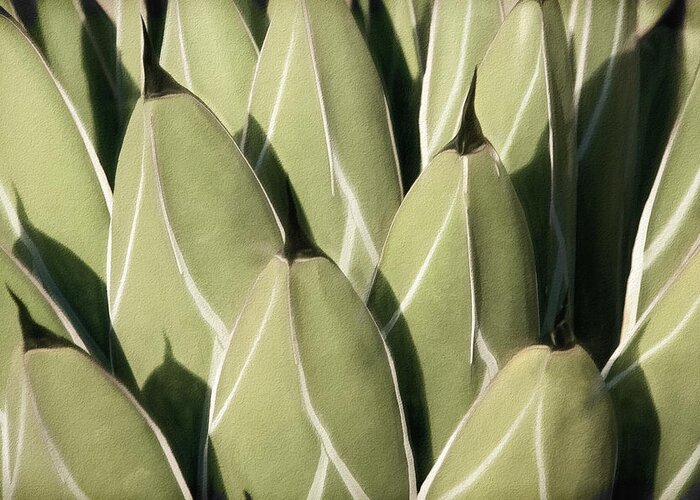 Agave Victoriae-reginae Greeting Card featuring the photograph Geometric Growth III by Leda Robertson