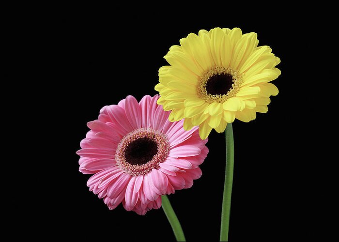 Two Objects Greeting Card featuring the photograph Gerbera by Hiroshi Higuchi