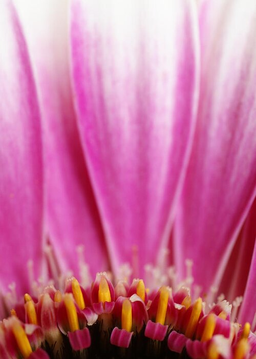 Petal Greeting Card featuring the photograph Gerbera by Tim Green