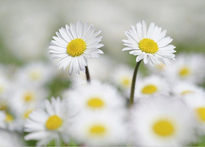 Non-urban Scene Greeting Card featuring the photograph Germany, Bavaria, Daisies Bellis by Westend61