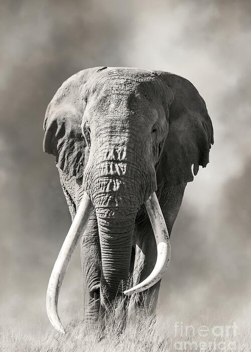 Male Greeting Card featuring the photograph Giant tusked bull elephant in Amboseli, Kenya by Jane Rix
