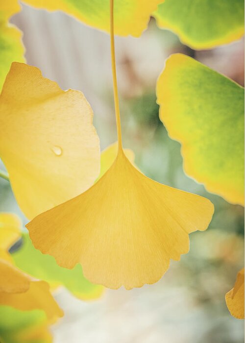 Ginkgo Greeting Card featuring the photograph Ginkgo Symbol by Philippe Sainte-Laudy