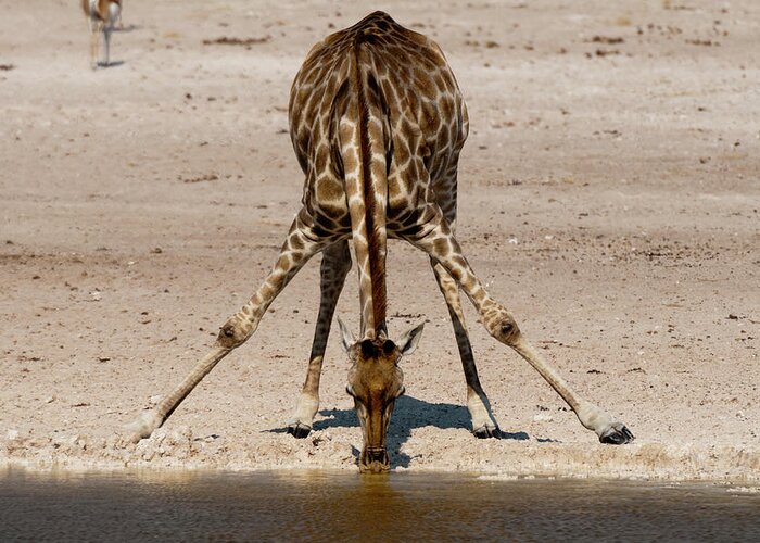Animal Behaviour Greeting Card featuring the digital art Giraffe (giraffa Camelopardalis) Drinking At Waterhole, Etosha National Park, Namibia by Delta Images