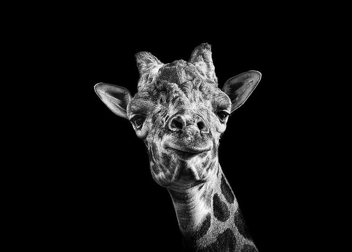 Natural Pattern Greeting Card featuring the photograph Giraffe In Black And White by Malcolm Macgregor