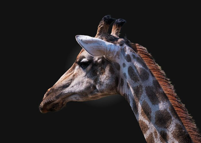 Giraffe Greeting Card featuring the photograph Giraffe portrait by Claudio Maioli